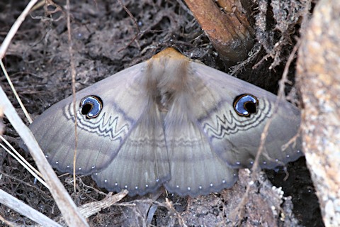 Southern Old Lady Moth (Dasypodia selenophora)
